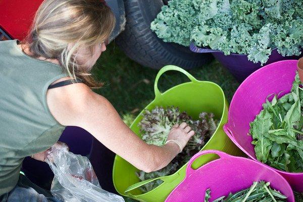 Fresh CSA Farm Share Vegetables. Full, Half and Basket Shares available