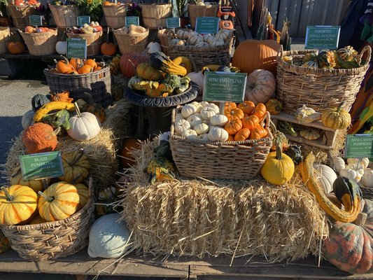 Fall Pumpkins & Gourds