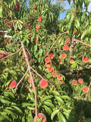 White peaches! So juicy and sweet.