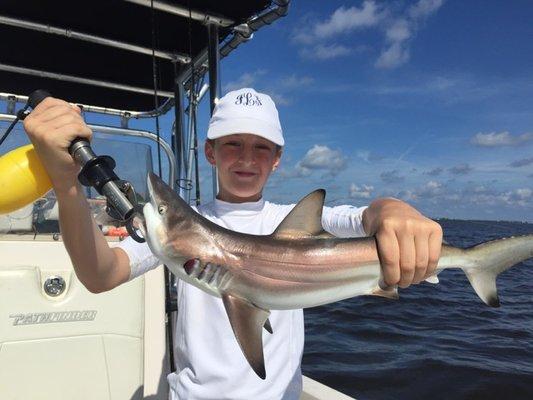 Blacktip Shark