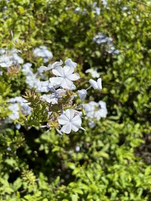 Tijuana Valley Regional Park Bird & Butterfly Garden