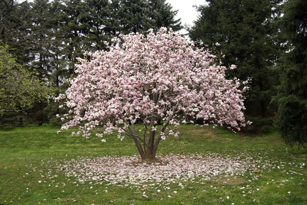 Custom fertilizer programs to make your trees bloom longer