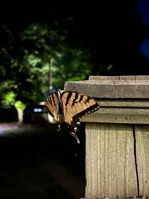 A visitor to the Harmony Hill balcony