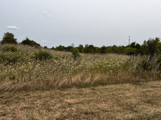 Summer fields