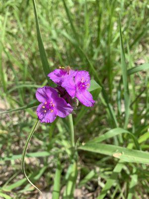 Pines and Prairies Land Trust