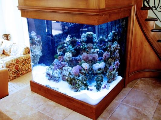 250 gallon reef under stairs