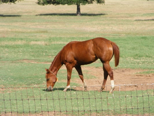 Grazing at Fossil Gate Farms