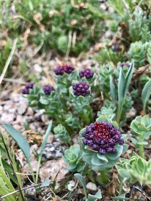 Rhodiola integrifolia (formerly Sedum integrifolium) growing at alpine.