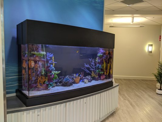 The awesome fish tank!