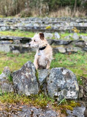 Murphy exploring to his heart's content with his freshly trimmed nails.