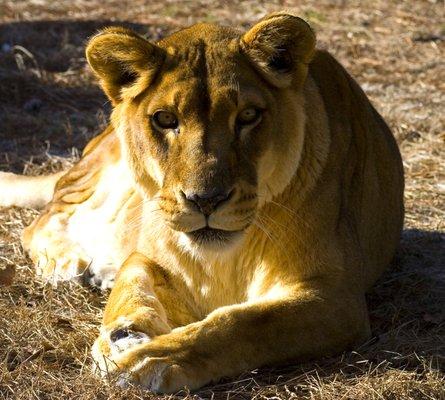 Female Lion before cleaning.