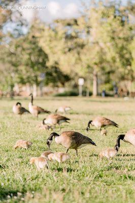 Vasona Lake County Park | Los Gatos