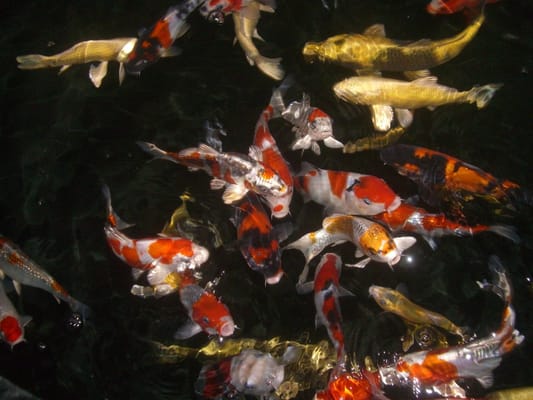 Koi for sale