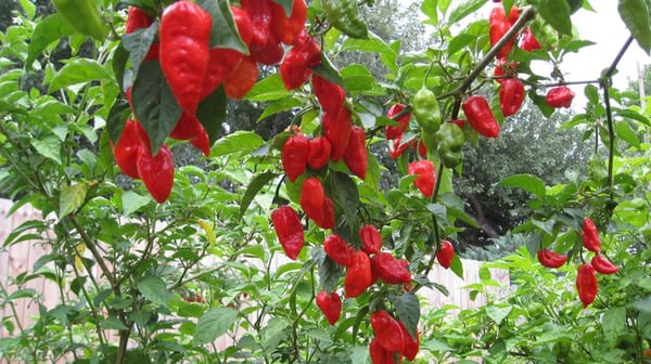 Bhut Jolokias