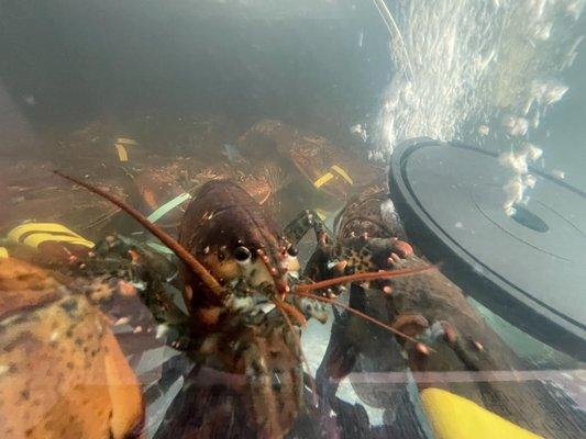 Live Lobsters!