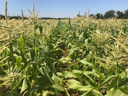 Corn field in July