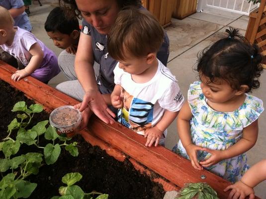 Time to release the Lady Bugs into our lil organic vegetable garden!