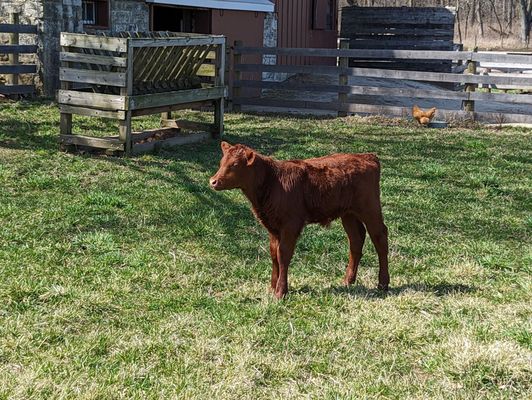 Spring calf and chickens