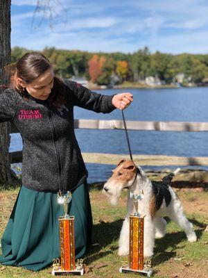 Wire Fox Terrier ( Show handstripping )