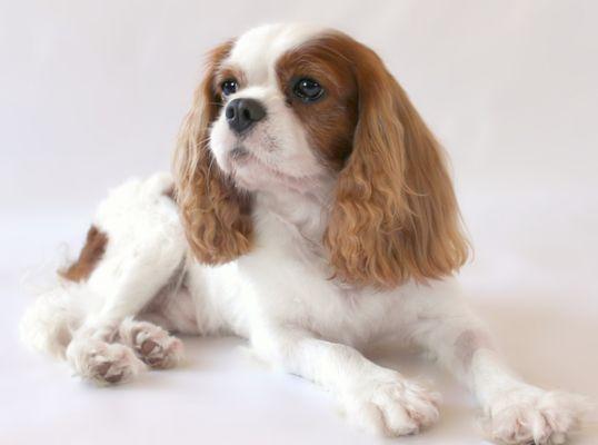 my Cavalier Rusty (RIP) Groomed by CC