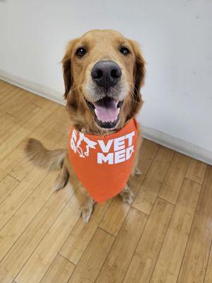 Sandy rocking her new 911 VetMed bandana!