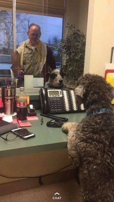 Teddy Greeting Customers and Dog Friends!