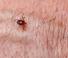 Ticks carry and transmit several diseases in Maryland.