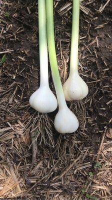 Midwest Gourmet Garlic