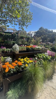 Beautiful healthy flowers and herbs