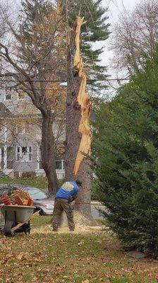 Stump of fallen tree