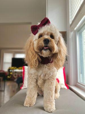 Our 1yo cockapoo!