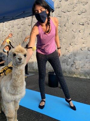 Mid-yoga petting session during goat yoga