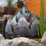 Agave Fountain 3' x 3"