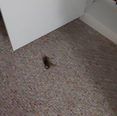 If you want to share your apartment with mice .Wake up to dead mouse in your room, mouse trap every where! Feel free to rent from Stony Broo