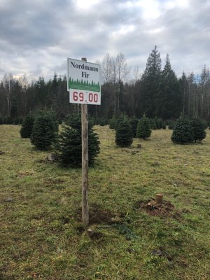 Nordmamn fir $69