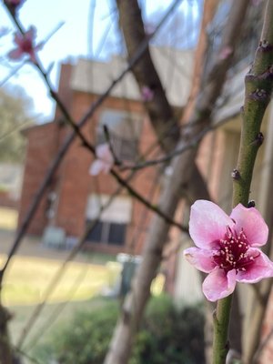 Spring blooms remind us to continue growing