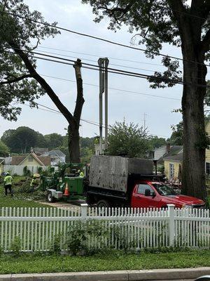 Tree coming down. Notice the mats to protect the property