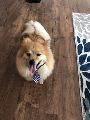 Loki the German Spitz! Lindsey at Fur Persons is my groomer!