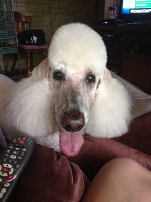 Angel standard Poodle