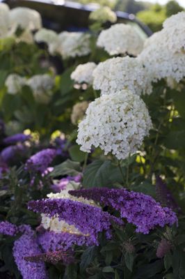 Pugster Pink Butterfly Bush and Annabelle Hydrangea