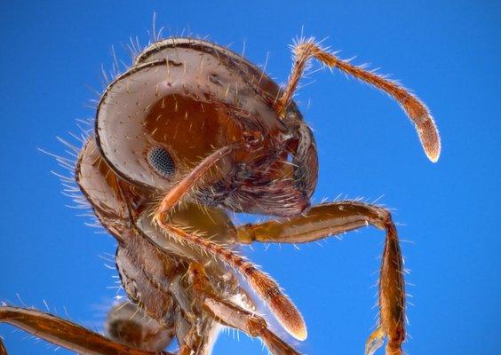 Up close and personal look at an ant