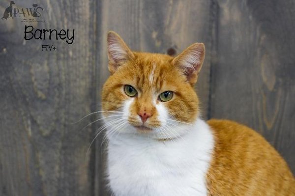 Barney is a handsome friendly boy who loves pets. He is fiv+ and can go to a home with a female cat and or one dog.