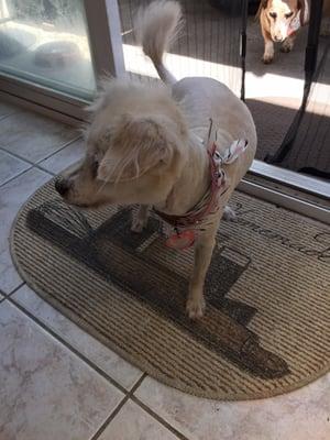 Princess got a shave and a cute bandana