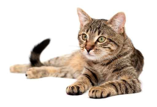 Serene Pet Sitting & Home Watch Services