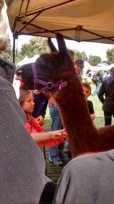 Alpacas eat apples too