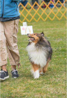 Santa Clara Dog Training Club