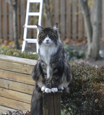 Simon, Dr. Elizabeth's Maine Coon