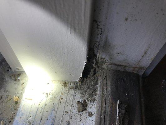 WDI / Termite Inspection