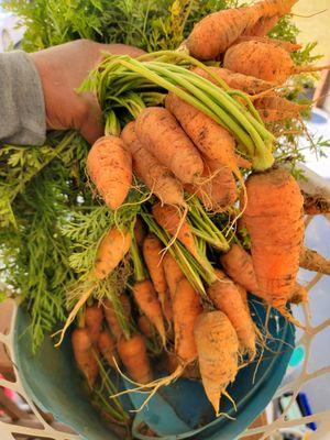 Fresh short and sweet carrots  
 www.elranchosantia.com