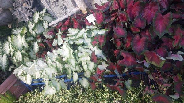 Caladiums